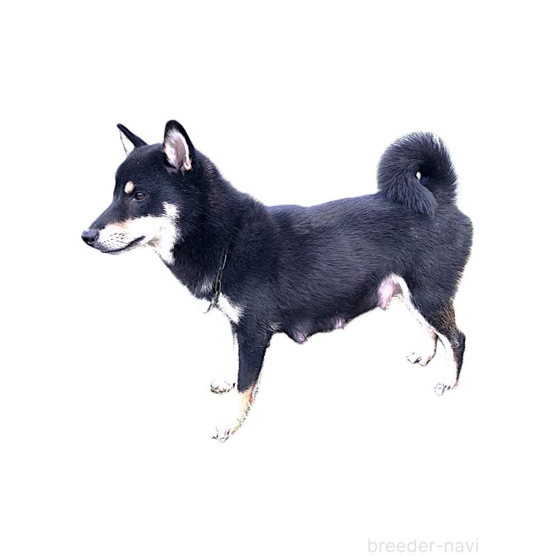 よもぎちゃん1枚目